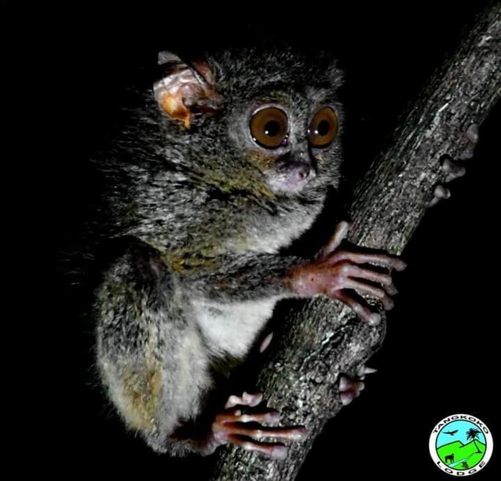 Tangkoko Lodge Bitung Buitenkant foto
