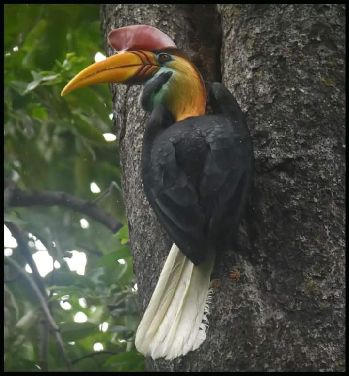 Tangkoko Lodge Bitung Buitenkant foto